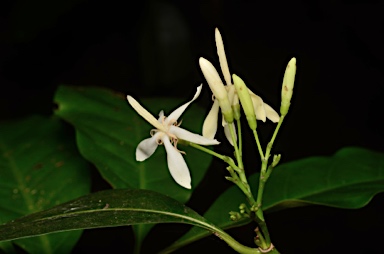 APII jpeg image of Aidia sp. Fl. Australia (R.Shivas 922)  © contact APII