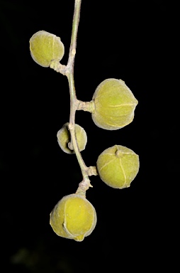 APII jpeg image of Dysoxylum gaudichaudianum  © contact APII