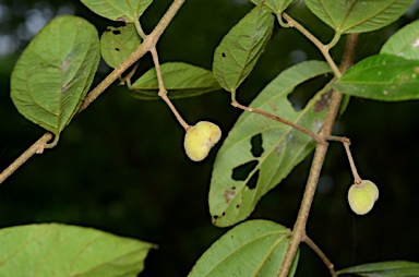 APII jpeg image of Grewia acuminata  © contact APII