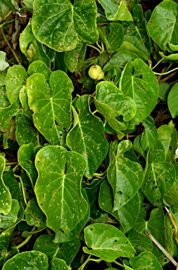 APII jpeg image of Ipomoea macrantha  © contact APII