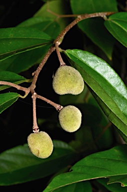 APII jpeg image of Grewia acuminata  © contact APII