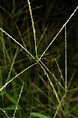 APII jpeg image of Digitaria setigera  © contact APII