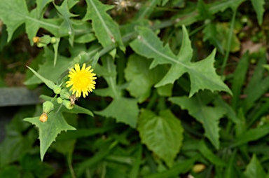 APII jpeg image of Sonchus oleraceus  © contact APII