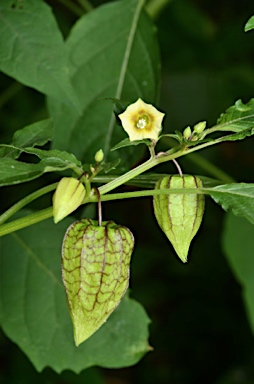 APII jpeg image of Physalis angulata  © contact APII