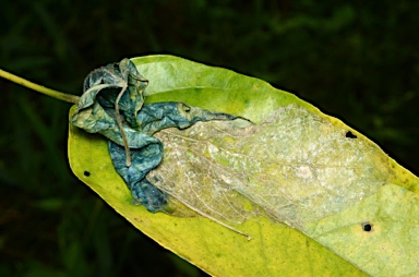 APII jpeg image of Claoxylon indicum  © contact APII