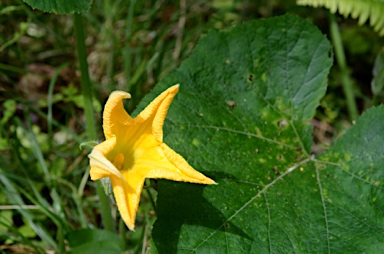 APII jpeg image of Cucurbita maxima  © contact APII