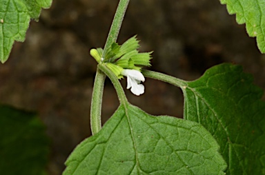 APII jpeg image of Leucas decemdentata  © contact APII