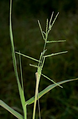 APII jpeg image of Urochloa  © contact APII