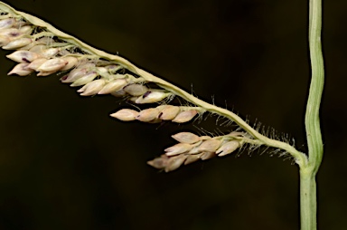 APII jpeg image of Urochloa  © contact APII