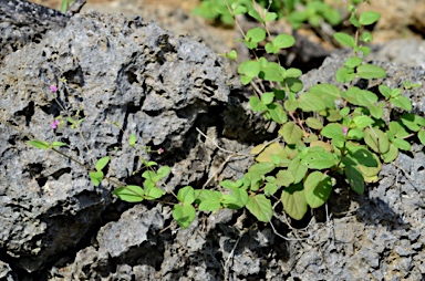 APII jpeg image of Boerhavia glabrata  © contact APII