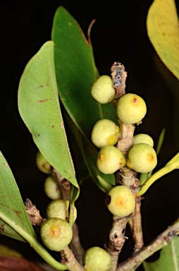 APII jpeg image of Ficus microcarpa  © contact APII