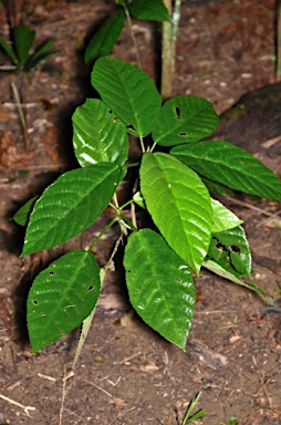 APII jpeg image of Dendrocnide sinuata  © contact APII