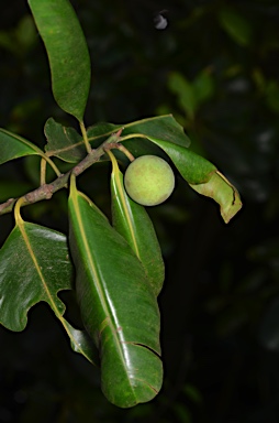 APII jpeg image of Calophyllum inophyllum  © contact APII