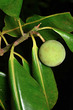 APII jpeg image of Calophyllum inophyllum  © contact APII