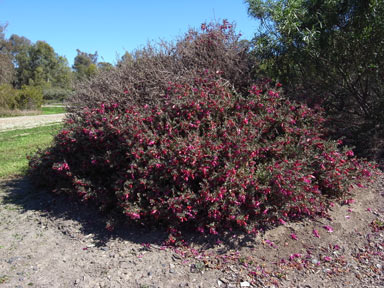 APII jpeg image of Eremophila maculata subsp. brevifolia  © contact APII