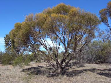 APII jpeg image of Eucalyptus formanii  © contact APII