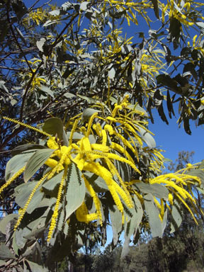 APII jpeg image of Acacia longispicata  © contact APII