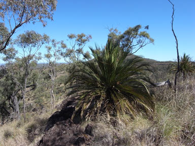 APII jpeg image of Macrozamia moorei  © contact APII