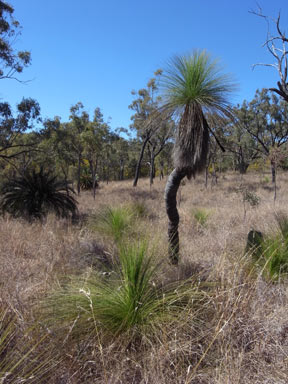 APII jpeg image of Xanthorrhoea johnsonii  © contact APII