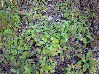 APII jpeg image of Ajuga australis  © contact APII