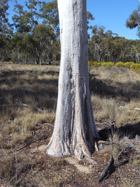 APII jpeg image of Eucalyptus thozetiana  © contact APII