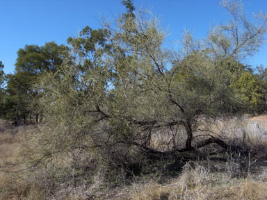 APII jpeg image of Acacia coriacea  © contact APII