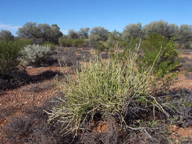 APII jpeg image of Cynanchum viminale subsp. australe  © contact APII