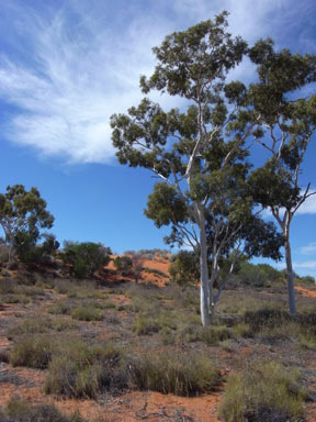 APII jpeg image of Corymbia aparrerinja  © contact APII