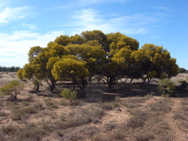 APII jpeg image of Acacia murrayana  © contact APII