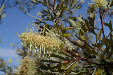 APII jpeg image of Grevillea sessilis  © contact APII