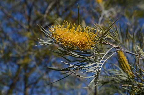 APII jpeg image of Grevillea 'Sandra Gordon'  © contact APII