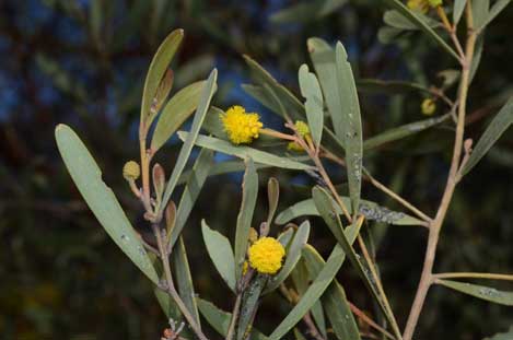 APII jpeg image of Acacia rhodophloia  © contact APII