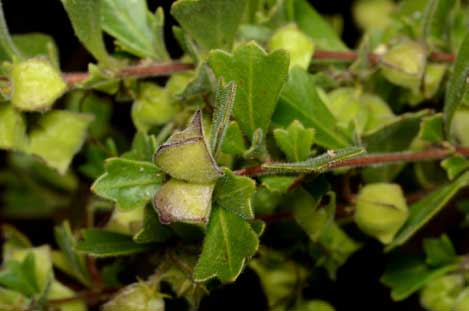 APII jpeg image of Dodonaea triangularis  © contact APII