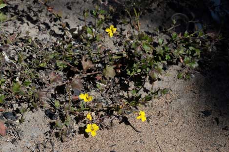 APII jpeg image of Goodenia rotundifolia  © contact APII