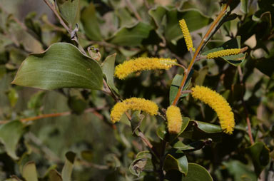 APII jpeg image of Acacia julifera subsp. curvinervia  © contact APII