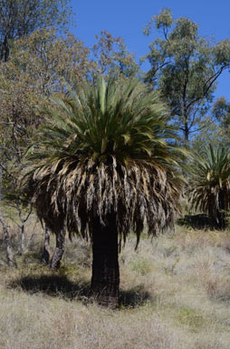 APII jpeg image of Macrozamia moorei  © contact APII