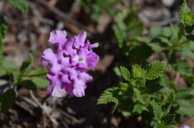 APII jpeg image of Lantana montevidensis  © contact APII