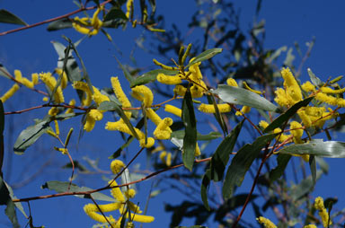 APII jpeg image of Acacia blakei subsp. blakei  © contact APII