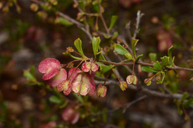 APII jpeg image of Dodonaea peduncularis  © contact APII