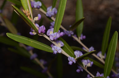 APII jpeg image of Hovea parvicalyx  © contact APII