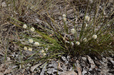 APII jpeg image of Lomandra leucocephala subsp. leucocephala  © contact APII