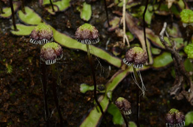 APII jpeg image of Asterella drummondii  © contact APII