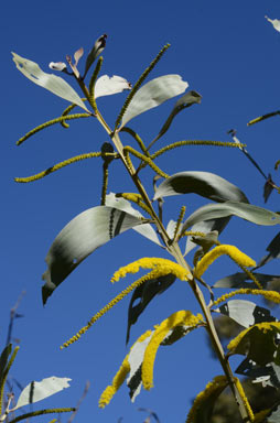 APII jpeg image of Acacia longispicata  © contact APII