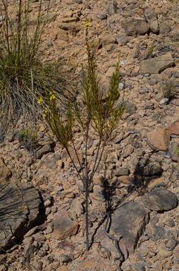 APII jpeg image of Goodenia racemosa var. racemosa  © contact APII