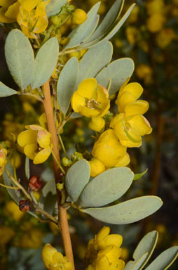 APII jpeg image of Senna artemisioides subsp. x coriacea  © contact APII