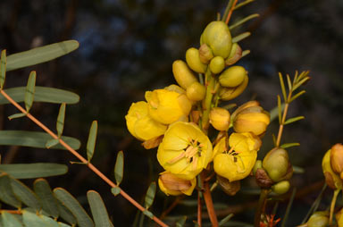 APII jpeg image of Senna pleurocarpa var. longifolia  © contact APII