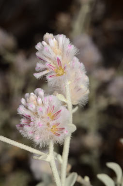 APII jpeg image of Ptilotus obovatus  © contact APII