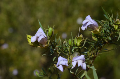 APII jpeg image of Eremophila linsmithii  © contact APII