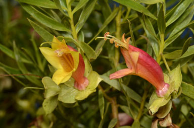 APII jpeg image of Eremophila duttonii  © contact APII