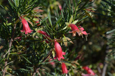 APII jpeg image of Eremophila latrobei subsp. glabra  © contact APII